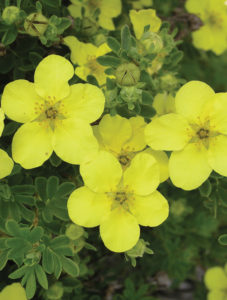 Yellow Gem Potentilla • Kiwi Nurseries Ltd