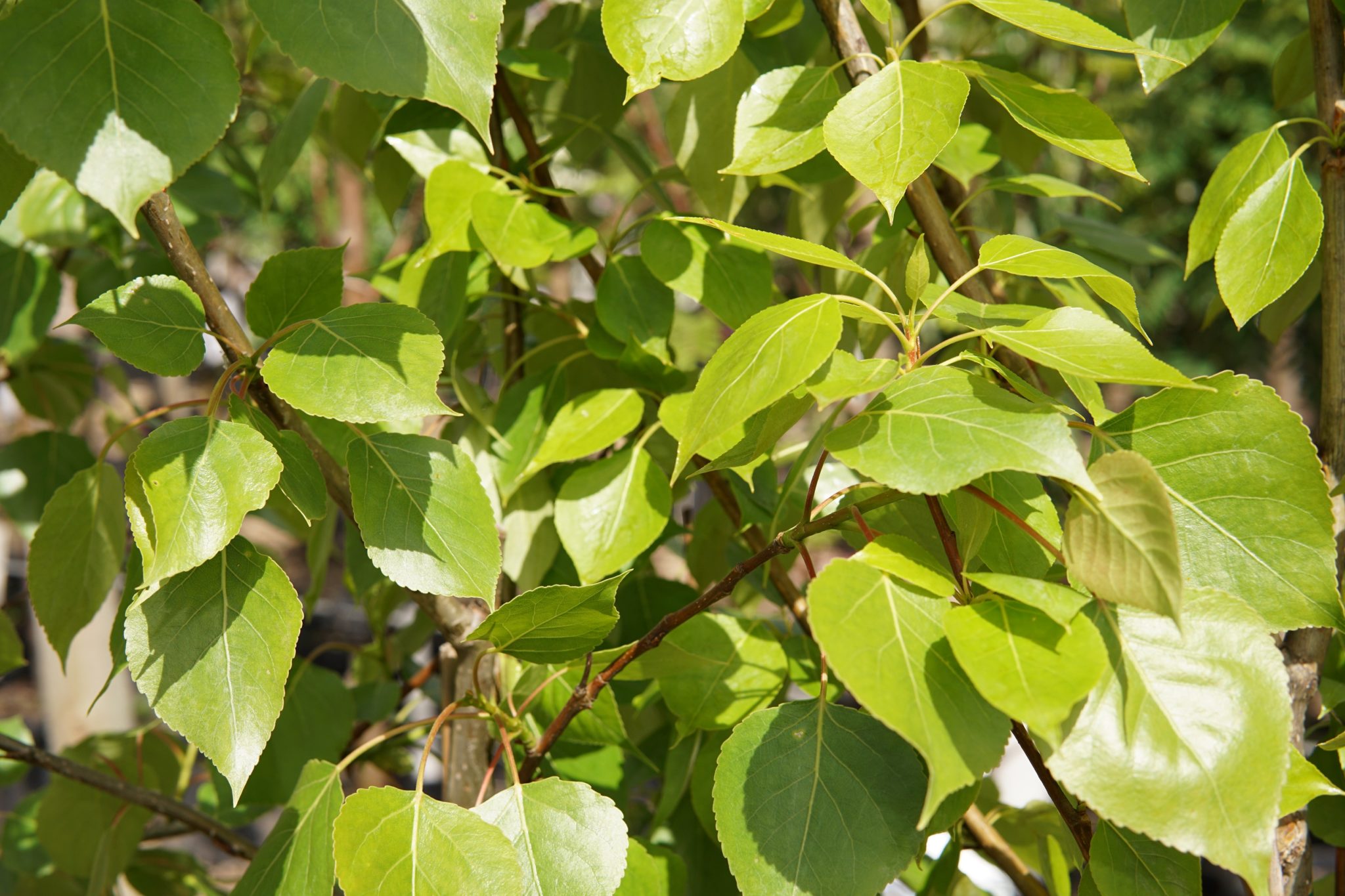 Balsam Poplar Trees For Sale