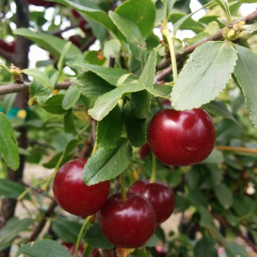 Carmine Cherry Jewel Tree Fruit Close Up