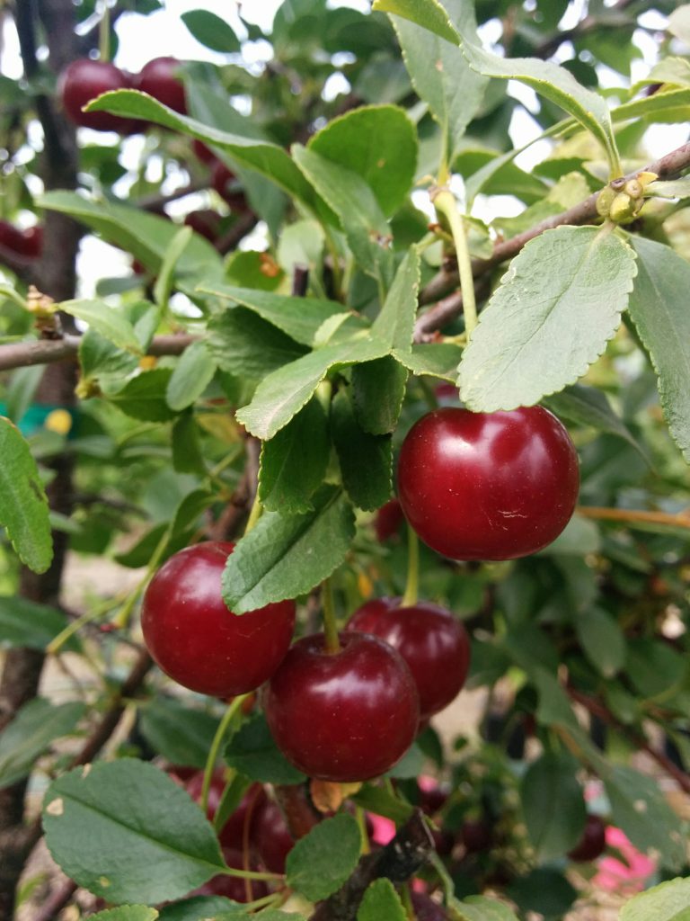 Carmine Jewel Cherry Tree • Kiwi Nurseries Ltd