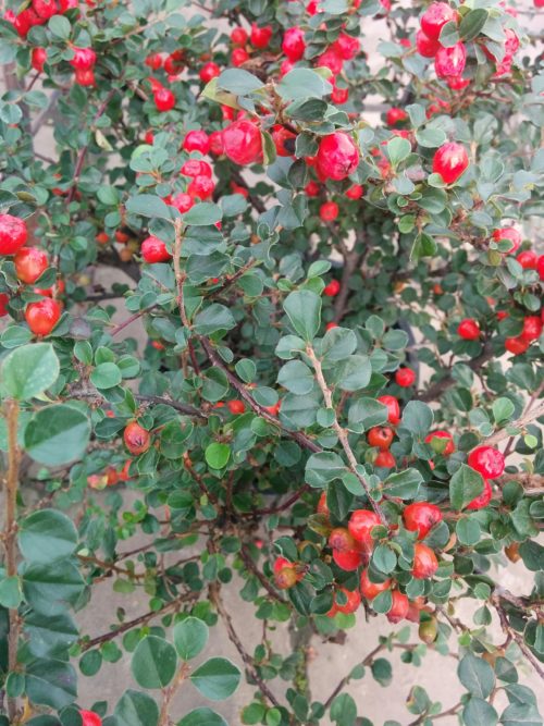 Cranberry Cotoneaster Fruit Close Up