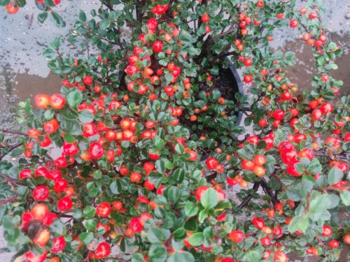 Cranberry Cotoneaster Fruit