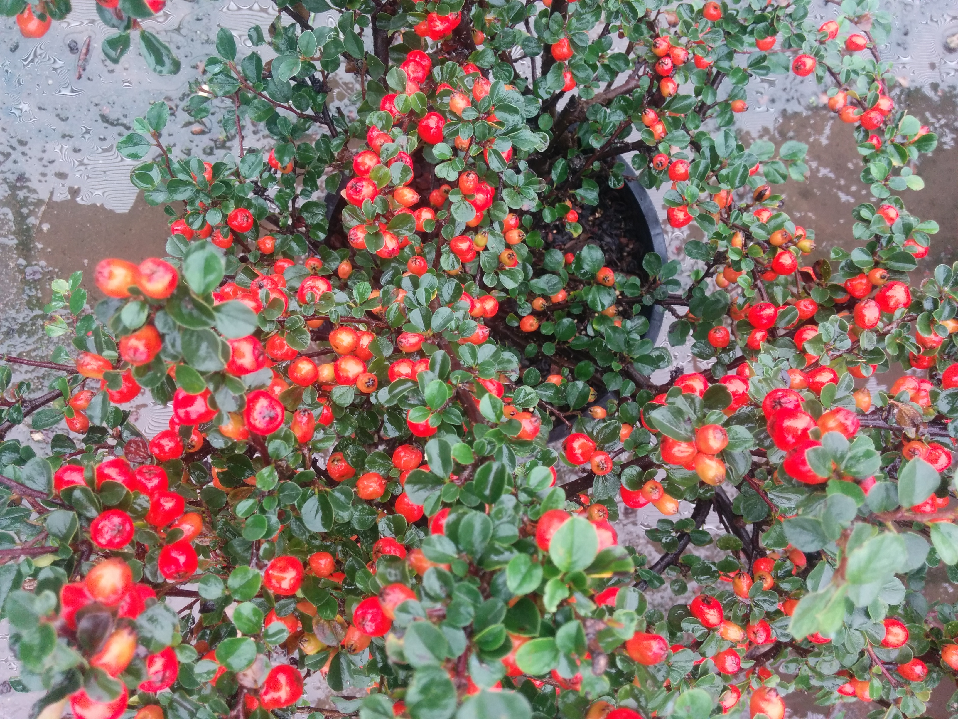 Cranberry Cotoneaster • Kiwi Nurseries Ltd