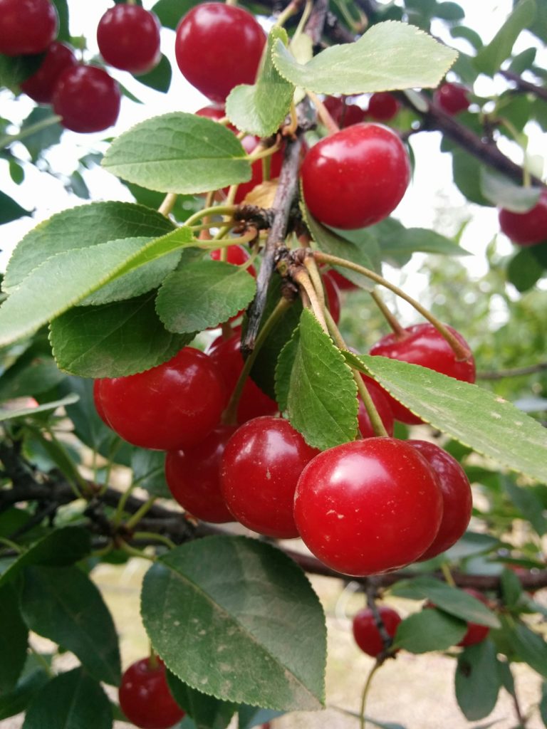 Crimson Passion Cherry Tree Kiwi Nurseries Ltd