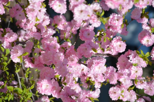 Double Flowering Plum Flower Close Up
