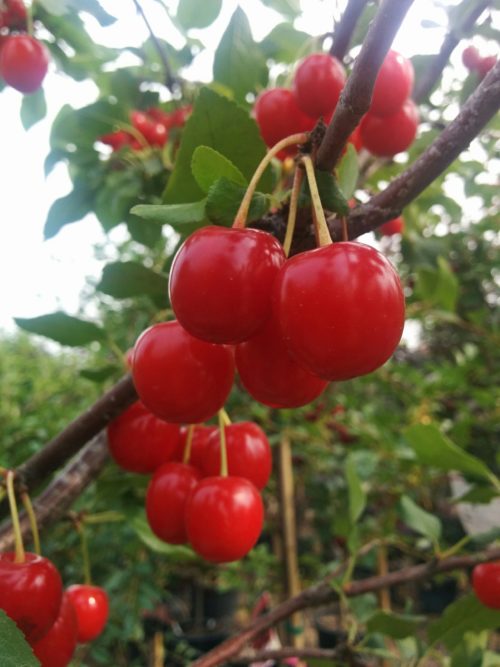 Evans Sour Cherry Tree Fruit Close Up