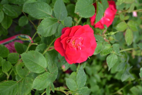 John Cabot Rose Flower Close Up