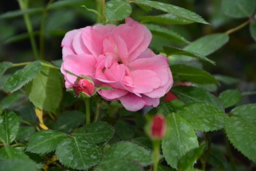 Morden Belle Rose Flower Close Up