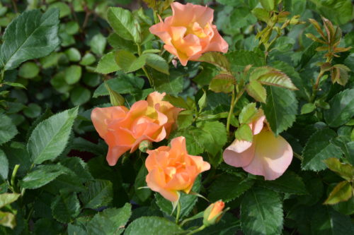 Morden Sunrise Rose in Flower