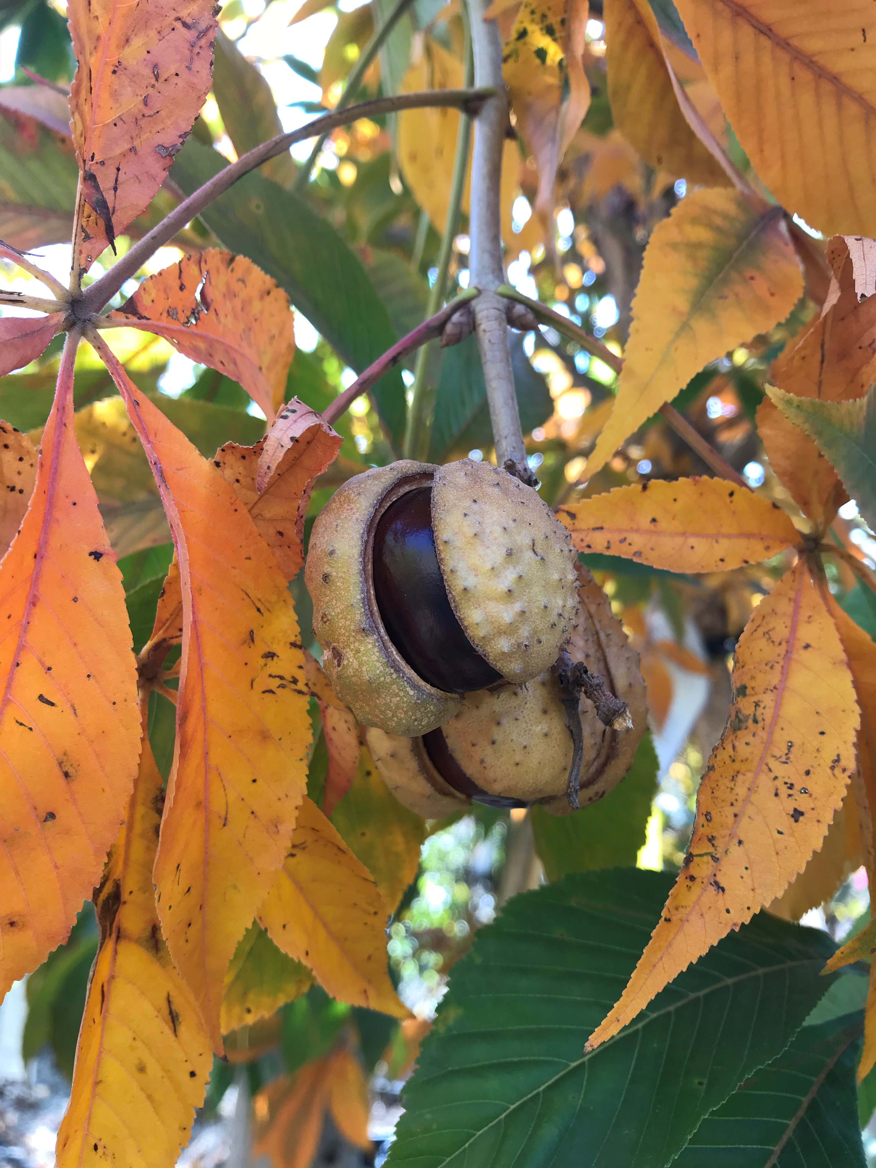 Ohio Buckeye • Kiwi Nurseries Ltd