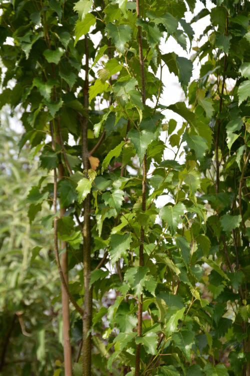 Parkland Pillar Birch Foliage Close Up