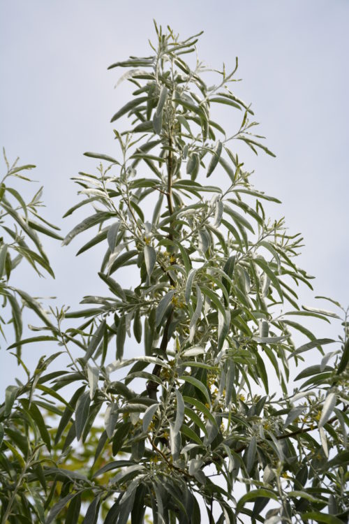 Russian Olive Foliage Close Up