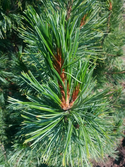 Swiss Stone Pine Needles Close Up