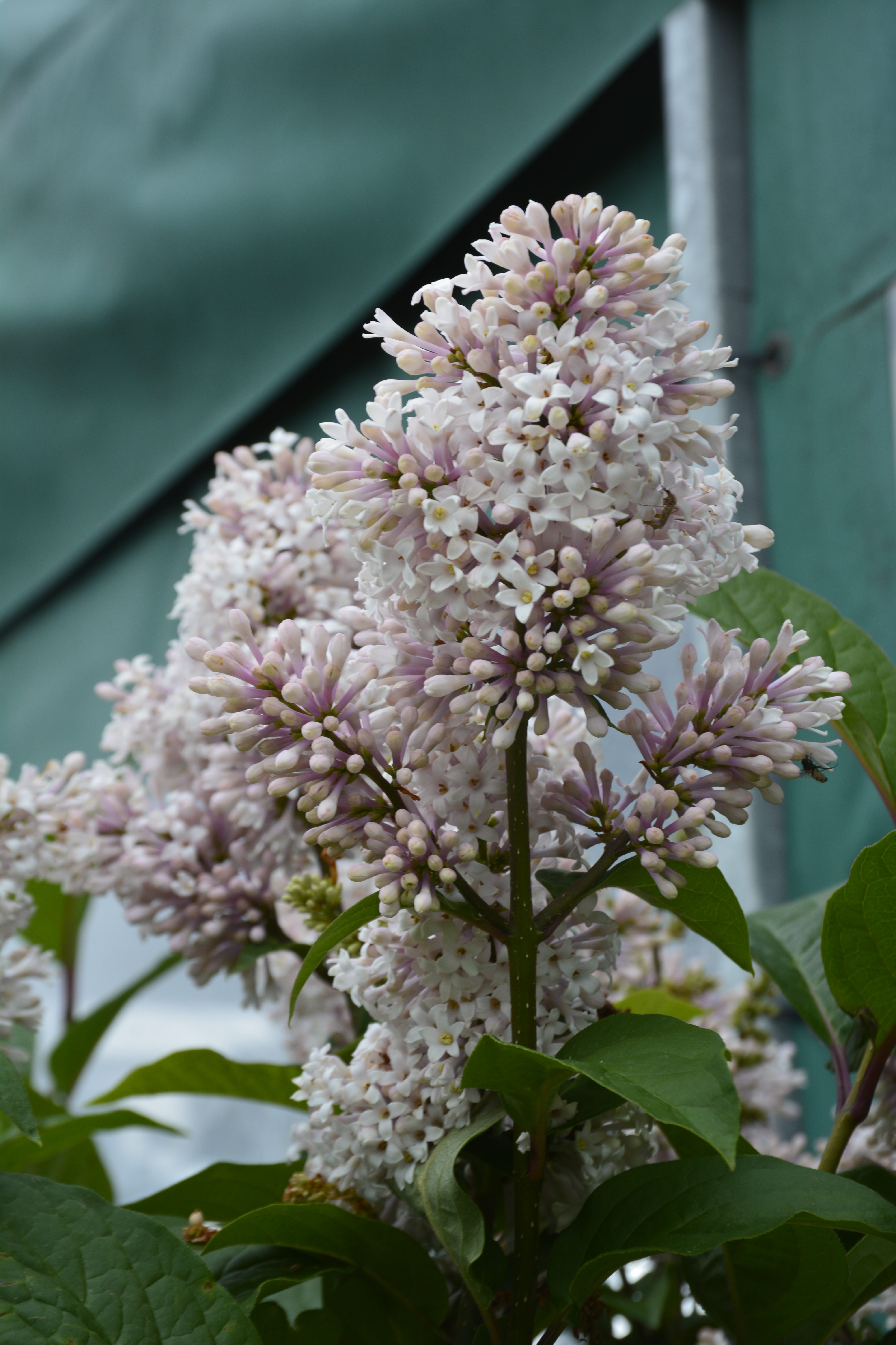 Villosa Late Lilac • Kiwi Nurseries Ltd