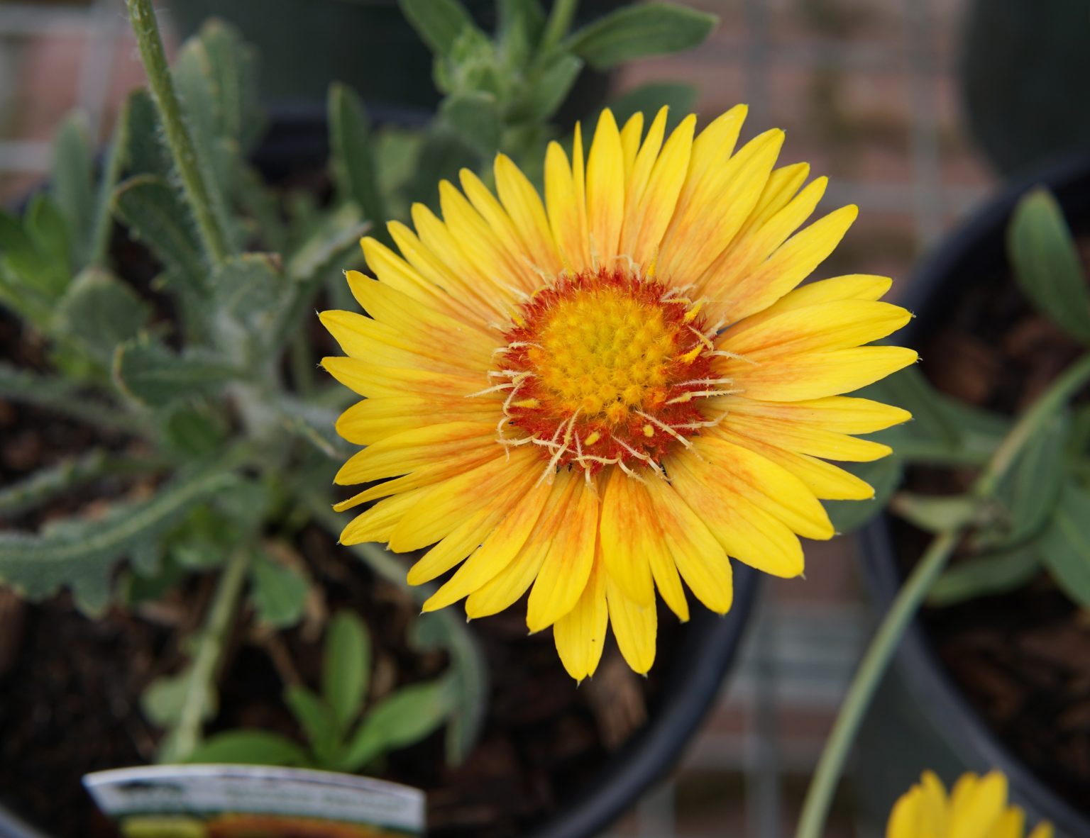 Arizona Apricot Blanket Flower