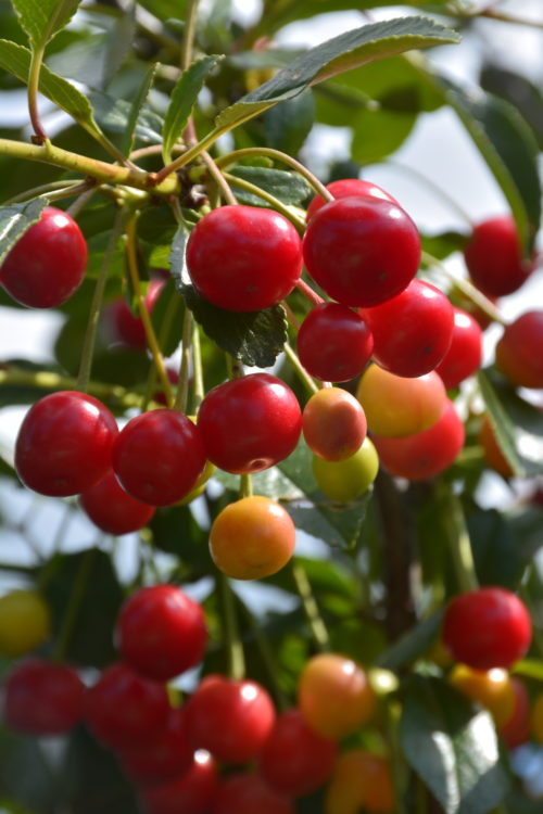 Carmine Jewel Cherry Tree Fruit Close Up