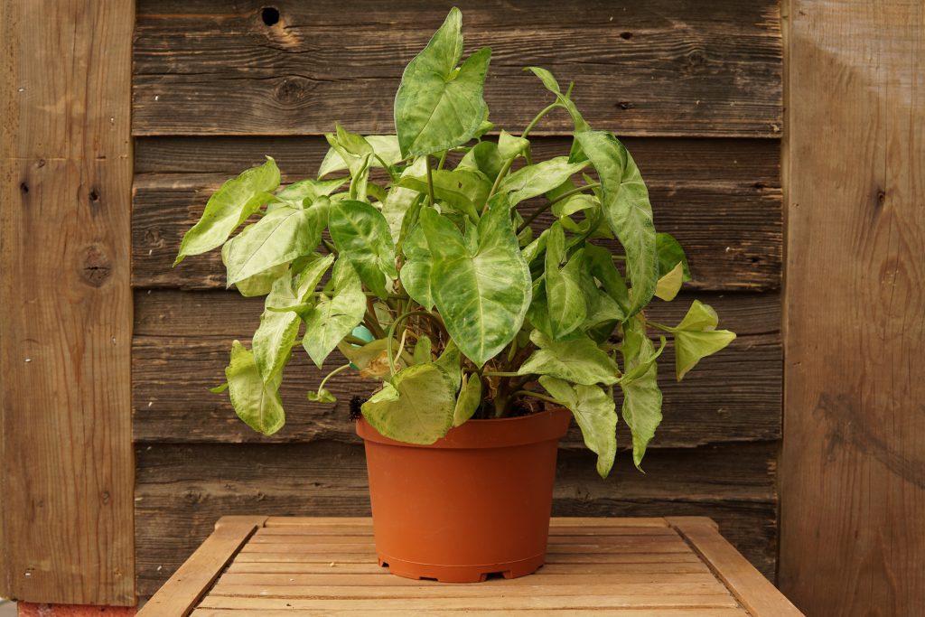 Arrowhead Plant • Kiwi Nurseries Ltd