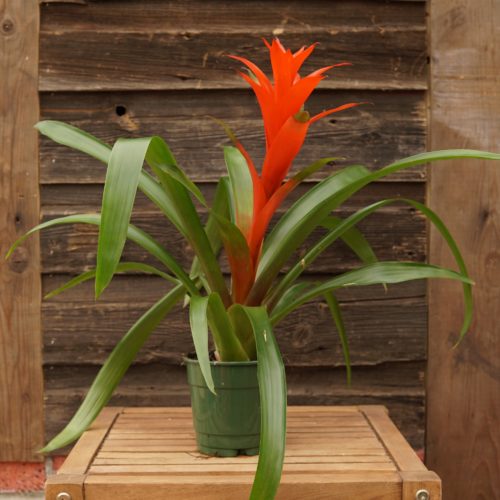 Bromeliad Red 5 inch Overview