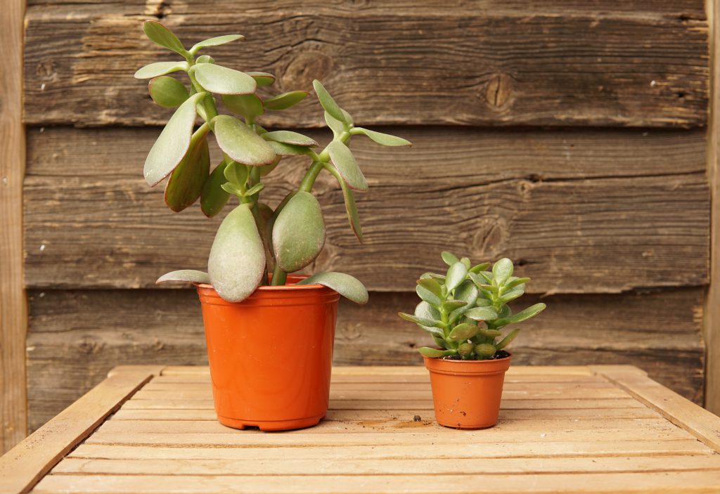 Jade Plant • Kiwi Nurseries Ltd