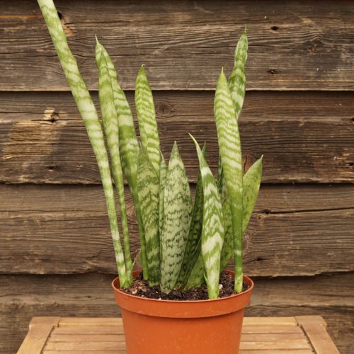 Snake Plant Overview