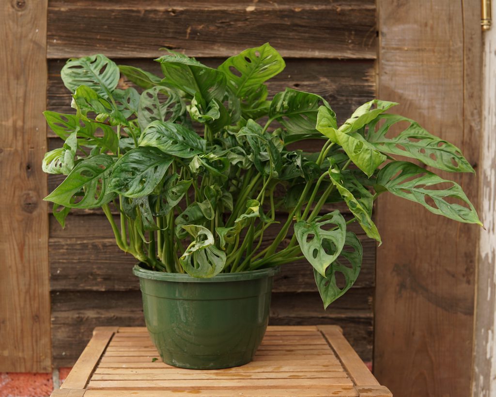 Swiss Cheese Vine • Kiwi Nurseries Ltd