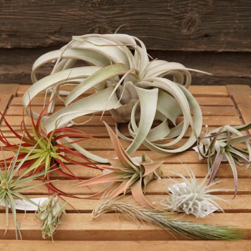 Air Plants overview