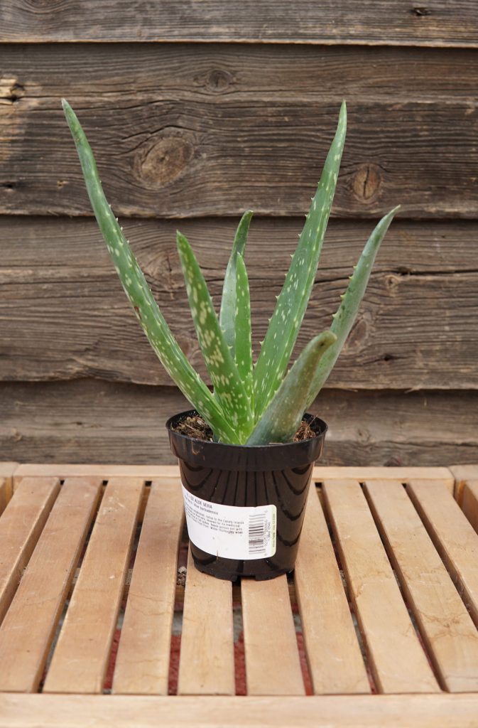 Aloe Vera • Kiwi Nurseries Ltd