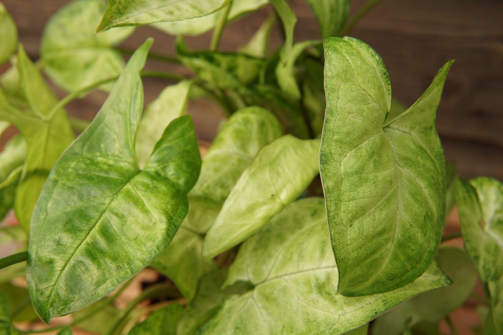 Arrowhead Plant • Kiwi Nurseries Ltd