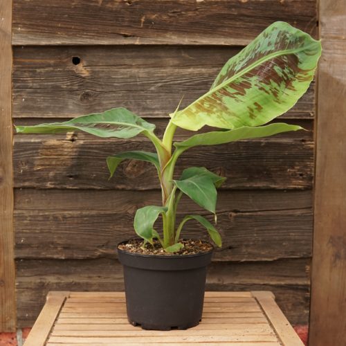 Banana Plant overview