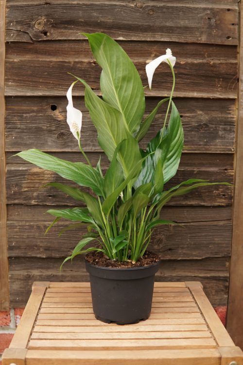 Peace Lily Overview