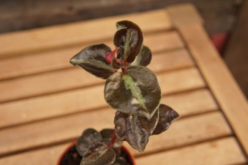Astrid Peperomia Close Up