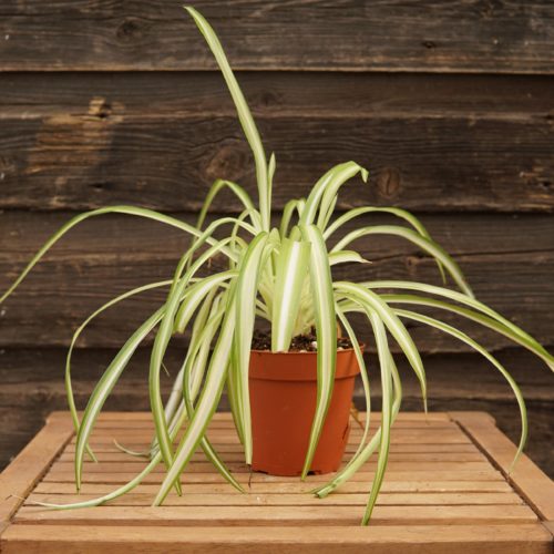 Spider Plant Overview