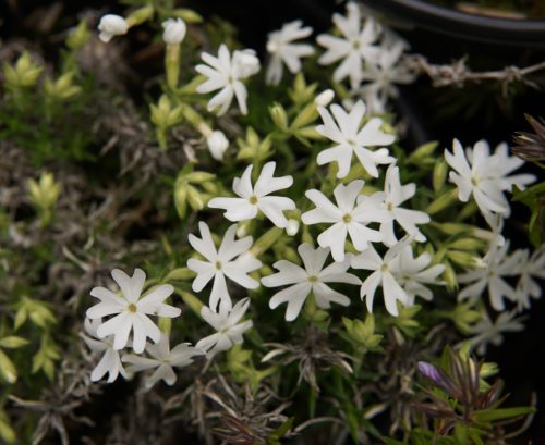 Snowflake Creeping Phlox Bloom