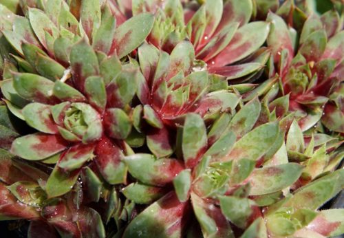 ruby heart hen and chicks close up