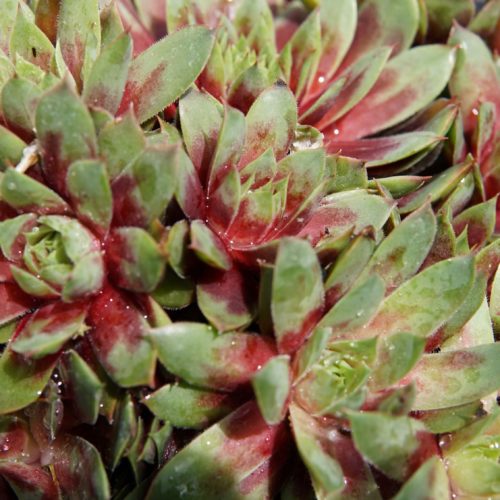 ruby heart hen and chicks close up