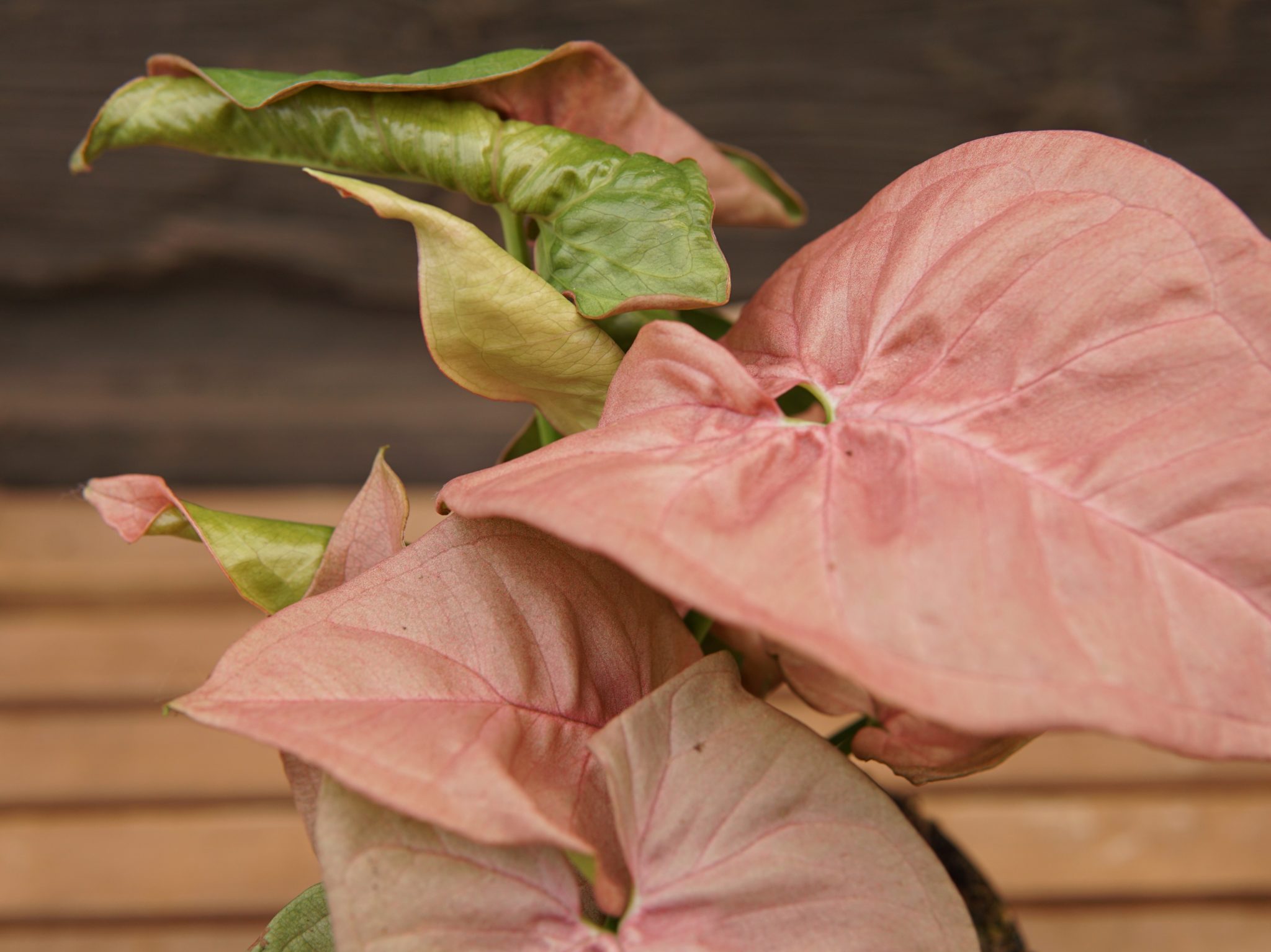 Eurasian Plant With Arrow Shaped Leaves