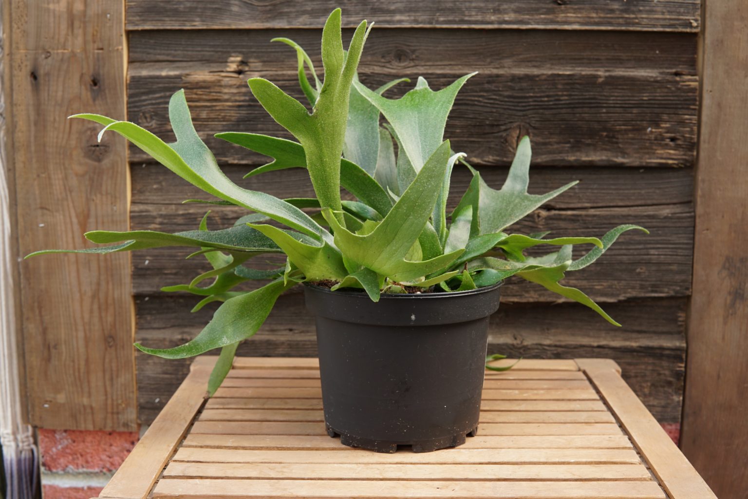 Staghorn Fern Kiwi Nurseries Ltd