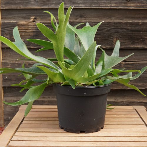Staghorn Fern overview