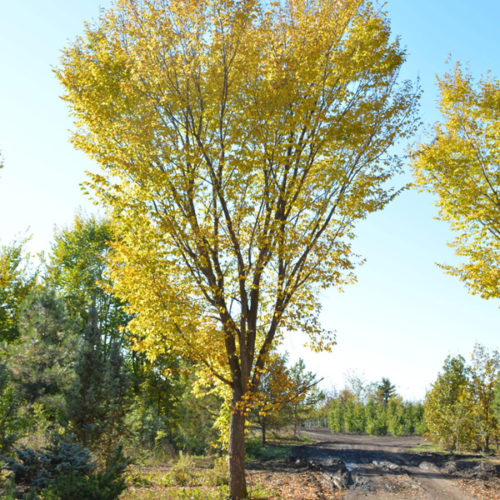 The Best Shade Trees for Alberta Yards • Kiwi Nurseries Ltd