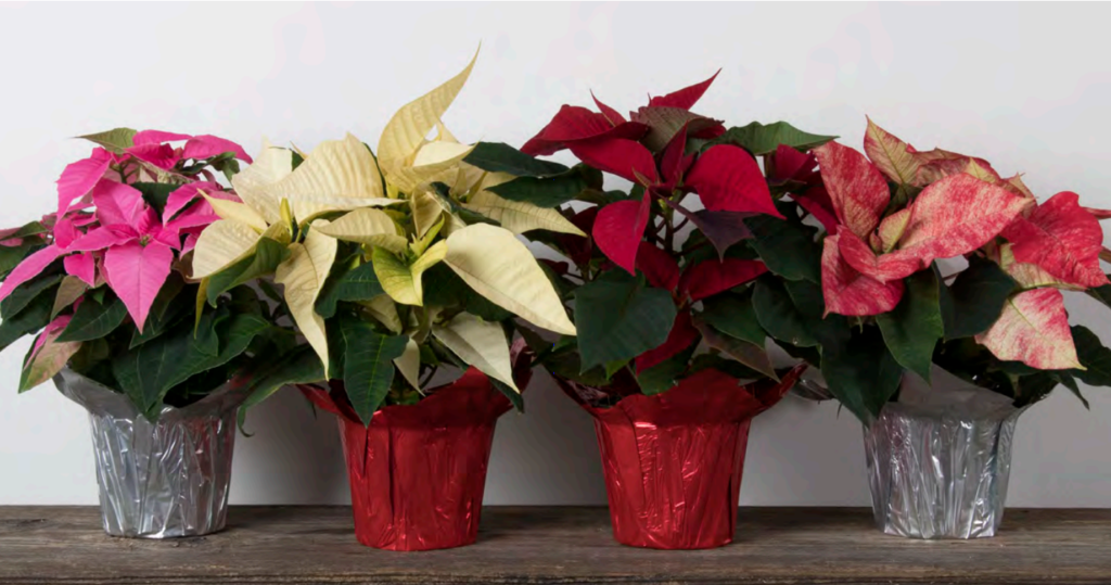 Holiday Plants • Kiwi Nurseries Ltd 0237