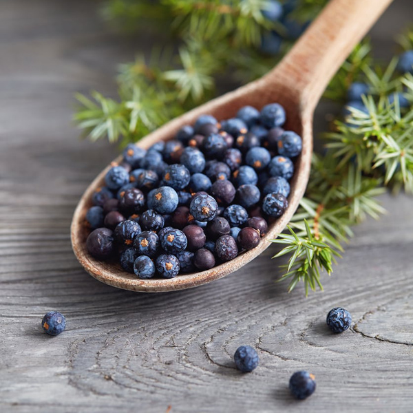 How to Forage for Juniper Berries