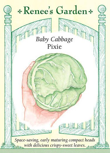 Baby Cabbage Pixie