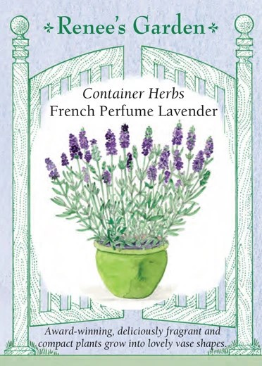 Container Herbs French Perfume Lavender