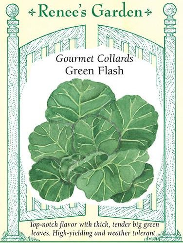 Gourmet Collards Green Flash