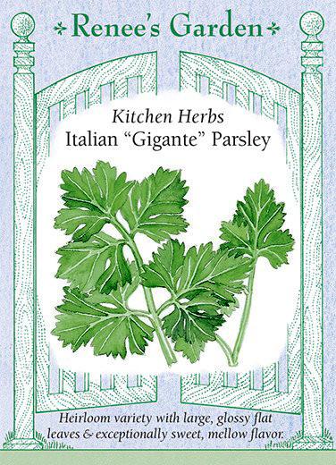 Kitchen Herbs Italian “Gigante” Parsley