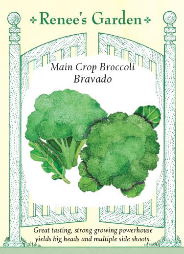 Main Crop Broccoli Bravado Pack