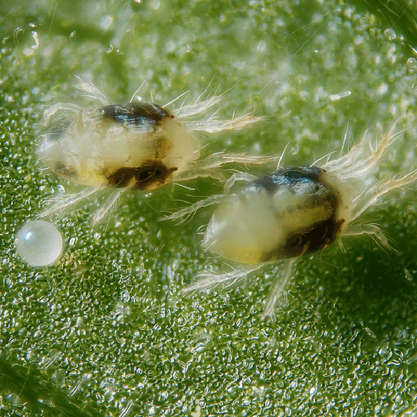 arachnids mites