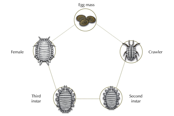 mealybugs life cycle