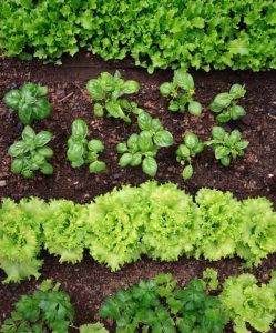 Companion Planting 101 &bull; Kiwi Nurseries Ltd