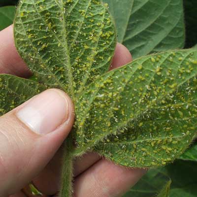 Common Vegetable Pests of Alberta • Kiwi Nurseries Ltd